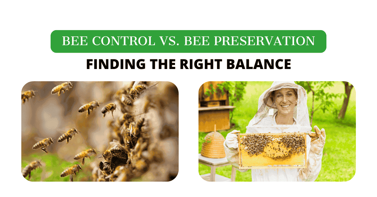 Bee Control vs. Bee Preservation | Find the Right Balance