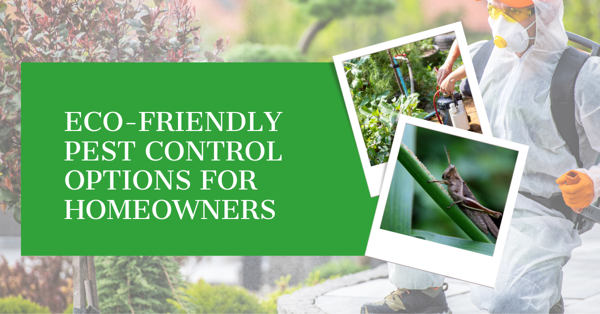 Eco-Friendly Pest Control for Homeowners | Bugs A to Z