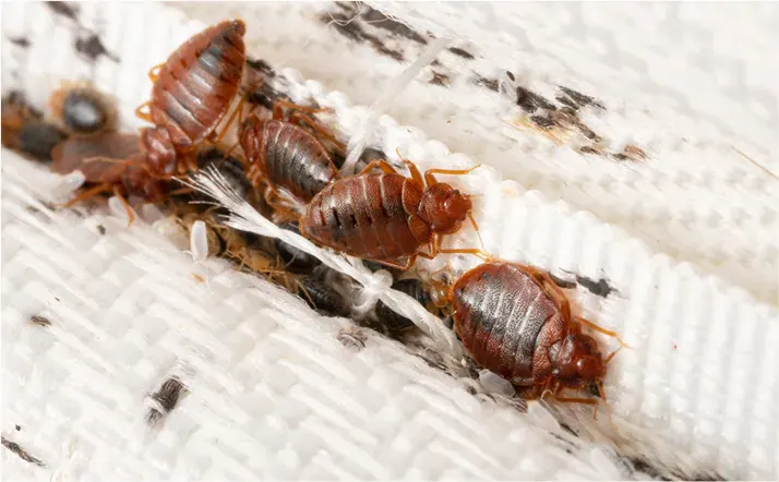 Close-up of a bedbug, a common pest in homes