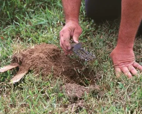 Pest control professional installing a gopher trap for effective control
