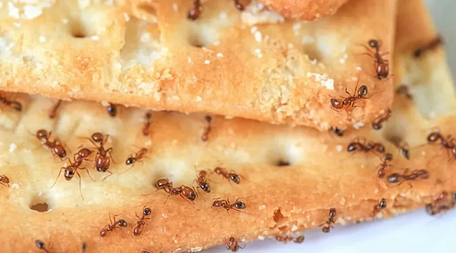 Ants on biscuits in a woodland setting.