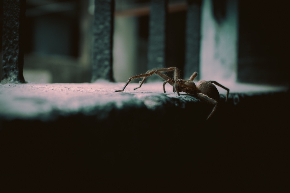 Professional spider control service to eliminate pests from the home